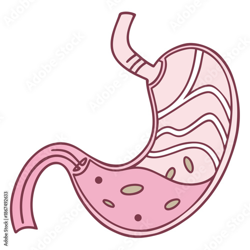 a human stomach, showing its internal structure with a pink lining and simplified contents representing partially digested food. It's designed for educational use, especially in teaching anatomy.