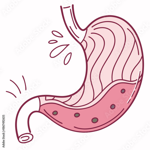 Stylized human stomach anatomy illustration with acid splashes. Cute vector digestive organ isolated on white background.