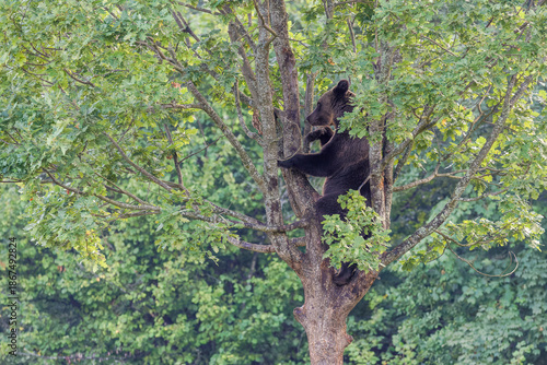 Braunbär klettert auf einen Baum