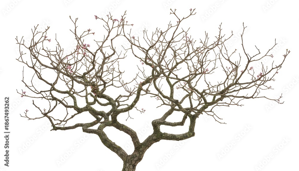 Fototapeta premium Leafless Tree Branches Isolated on White Background – Natural Wood and Botanical Concept 