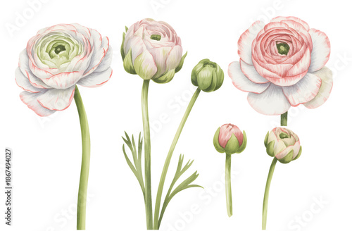 Blush ranunculus flowers and buds painted in soft botanical watercolor.