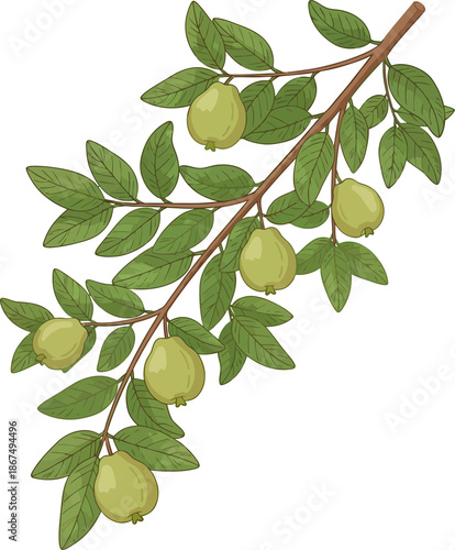 Wallpaper Mural guava Torontodigital.ca