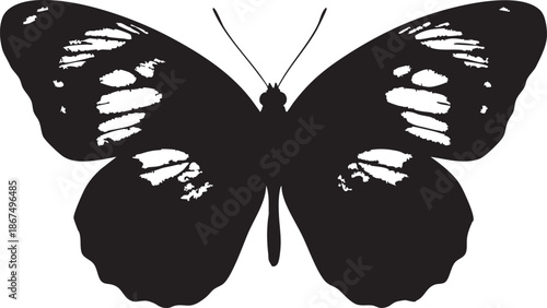 Black butterfly with white spots silhouette on white background
