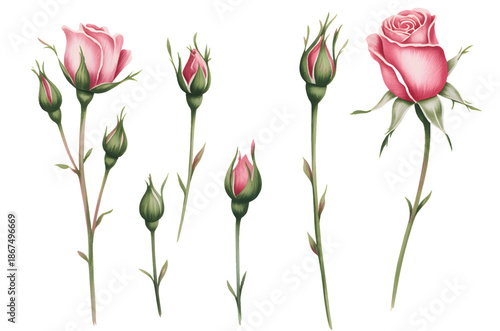 Soft pink rose buds and blossoms arranged in a hand painted watercolor flower set.