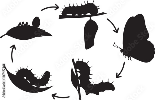 Black silhouette life cycle of a butterfly with caterpillar stages and chrysalis on leaves metamorphosis 1
