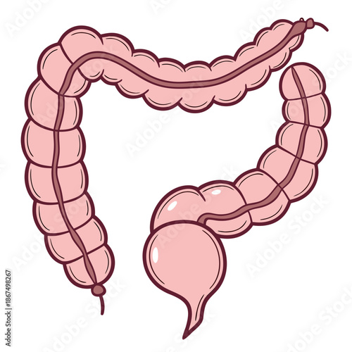 Stylized human large intestine anatomy illustration. Cute vector colon organ for digestive health concept isolated on white.