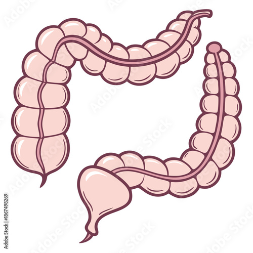 a simplified anatomical illustration of the human large intestine, highlighting key sections: ascending colon, transverse colon, descending colon, sigmoid colon, and rectum.