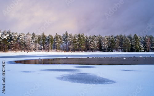 Frozen lake surrounded by pine forest during winter. Calm snowy landscape with swans resting on icy water, cold weather and peaceful nature background.
