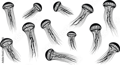 Jellyfish illustration set, black white marine life sketches, tentacle flow anatomy, cad line drawing flat vector artwork