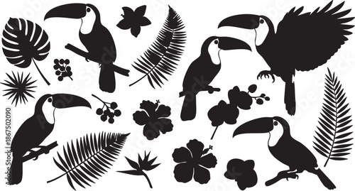 Black silhouette toucans and tropical foliage on white background bird