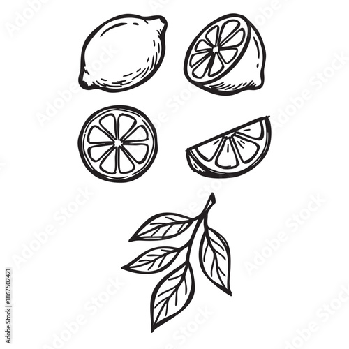 Hand Drawn icon of lime and citrus fruits with leaf