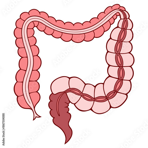 Detailed human large intestine illustration showing taeniae coli muscles. Vector anatomy of colon and rectum isolated on white.