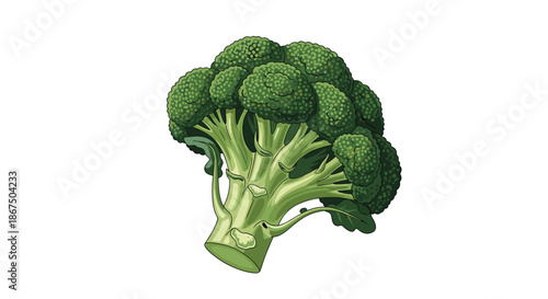 Healthy green broccoli head with thick stems and dense florets rich in nutrients for cooking and nutritious dietary themes.