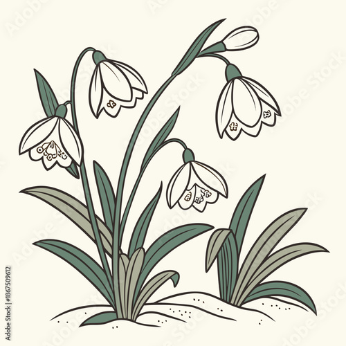 Snowdrop flowers in snow
