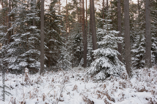 Sosnowy las, zimą. Ziemię, i korony drzew pokrywa warstwa białego śniegu.