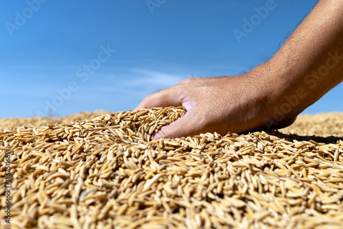 Hand Touching Rice Grains During Harvest Season, Close-up, Farmer hand touching rice grains under blue sky. Concept of agriculture, farming, food production, rural life, and food security