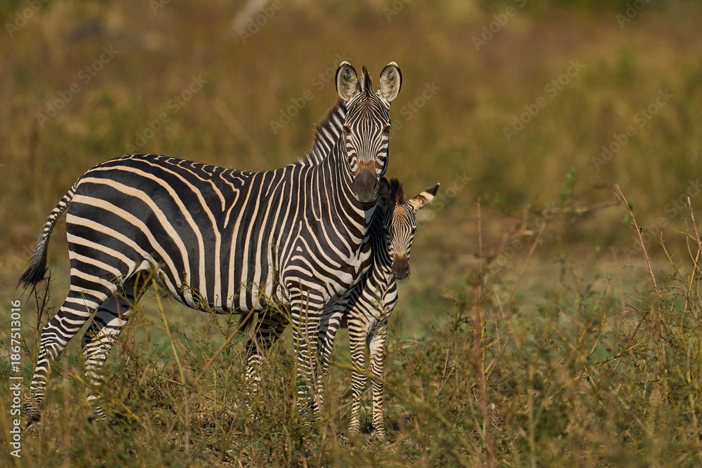 Fototapeta premium Group of Crawshay's zebra (Equus quagga crawshayi) with young in South Luangwa National Park, Zambia