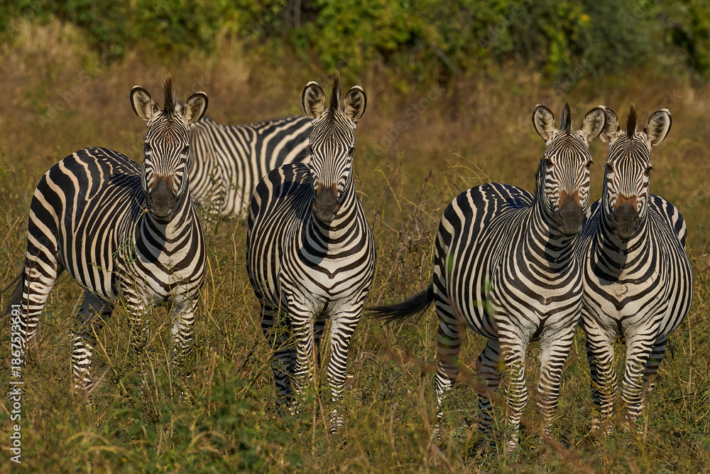 Fototapeta premium Group of Crawshay's zebra (Equus quagga crawshayi) with young in South Luangwa National Park, Zambia
