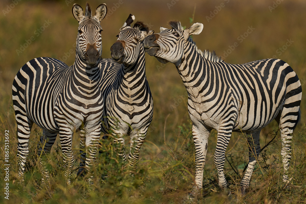 Fototapeta premium Group of Crawshay's zebra (Equus quagga crawshayi) with young in South Luangwa National Park, Zambia