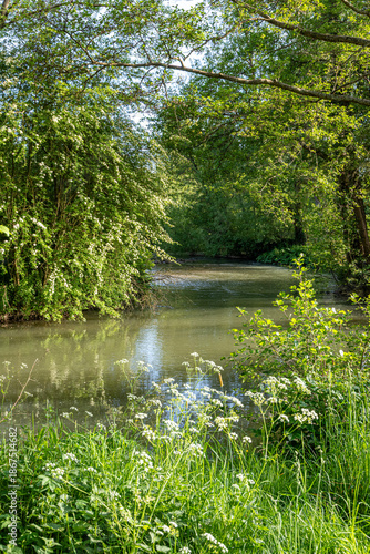 The River Windrush near the Cotswold village of Widford, Oxfordshire, England UK