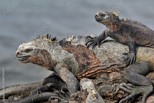A master of both land and sea, the marine iguana is one of the most iconic residents of Isabela Island. With their prehistoric appearance and salt-encrusted heads, these gentle reptiles are a fascinat