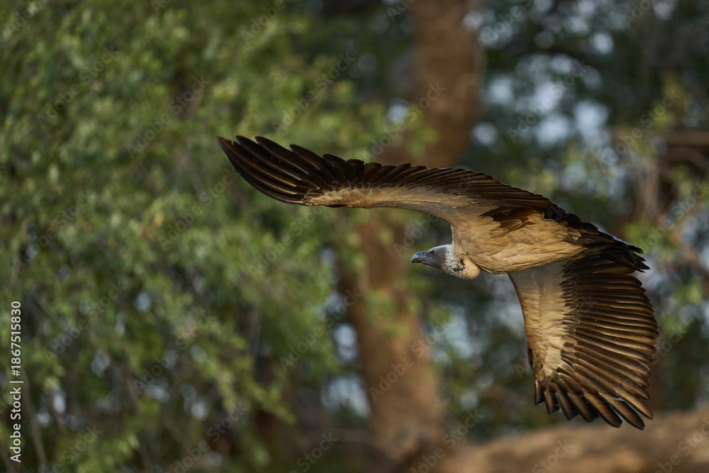 Fototapeta premium White-backed Vulture (Gyps africanus) taking off from a tree in South Luangwa National Park, Zambia
