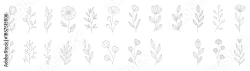 Collection of botanical illustrations