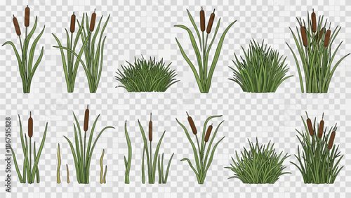 Collection of various aquatic plants and cattails depicted in a digital illustration