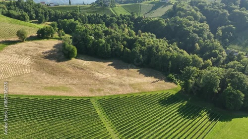 endless rows of lush green vineyards in Styria, Austria, casting golden hues on terraced slopes and distant Alps, timeless wine heritage, serene valleys bathed in warm light, perfect travel