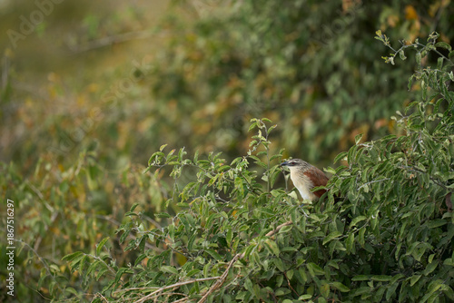 Foto White-browed Coucal (Centropus superciliosus) in a bush in South Luangwa Nationa