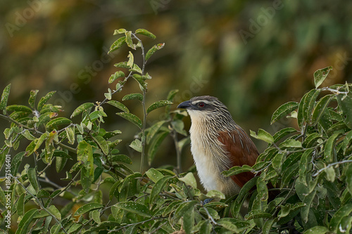 Konstfotografi White-browed Coucal (Centropus superciliosus) in a bush in South Luangwa Nationa