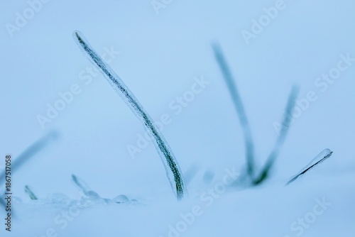 winter wheat under ice on snowy field