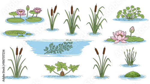 Collection of illustrations depicting various aquatic plants and flowers in a serene pond environment from a top-down viewpoint
