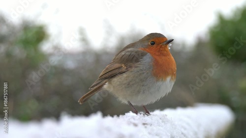 European Robin (Erithacus rubecula) on a fence in the snow in winter. January, Kent, UK [Half speed]