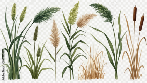 Various types of aquatic plants and reeds displayed against a transparent background