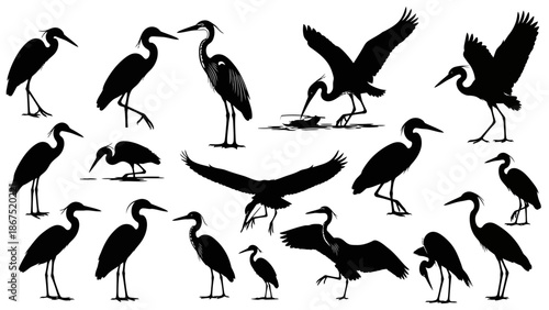Various birds in flight and standing silhouetted against a white background