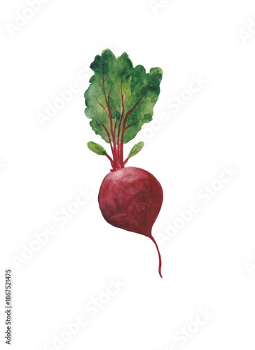 Watercolor illustration of beets with leaves on a white background