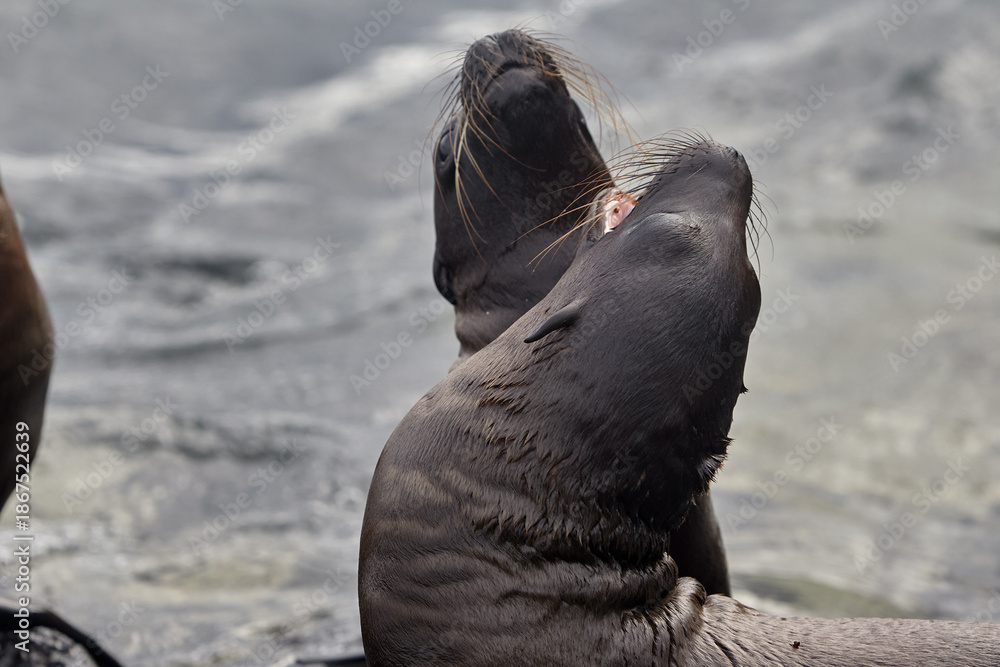 Fototapeta premium the playful and social nature of Galápagos sea lions (Zaldivarphus wollebaeki) on the shores of Isabela Island. Known as the 