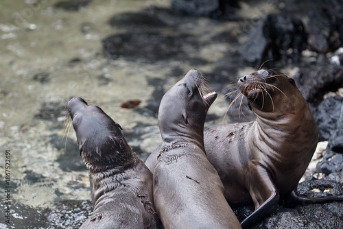 the playful and social nature of Galápagos sea lions (Zaldivarphus wollebaeki) on the shores of Isabela Island. Known as the 