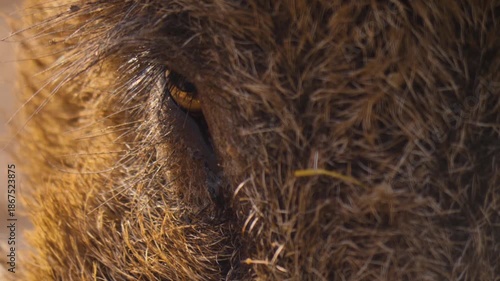 Wallpaper Mural Close up of a large male wild boar pig searching around on the muddy forest ground on a cloudy autumn day Torontodigital.ca