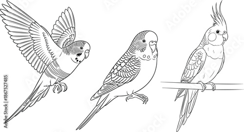 Parrot, cockatiel, bird illustration, avian sketch, flying parrot, perched bird, exotic bird, feather detail, wildlife drawing, tropical species