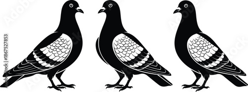 Stylized pigeon illustration, black white feathers, symmetrical bird design, artistic avian pattern, side profile pigeons, decorative wildlife art, vector drawing