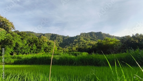 Foto Green rice field with hills and forest background, ideal for agriculture visuals, nature backgrounds, rural lifestyle stories, and editorial use