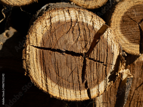 Close-up of a cracked tree log cross-section showing detailed annual growth rings and rough bark
