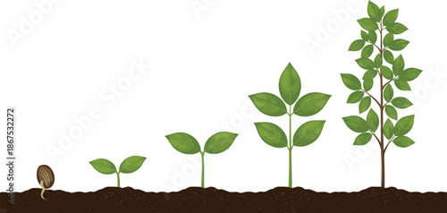 Plant Growth Stages Icon Set with Seed Germination to Tree Development Process Illustration Symbols for Gardening and Nature Vector Designs