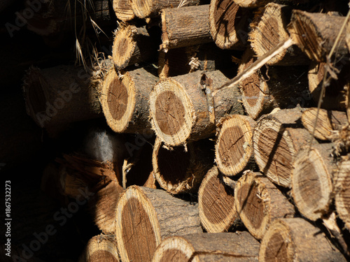 Stacked dry firewood logs with rough bark and visible annual rings in natural sunlight