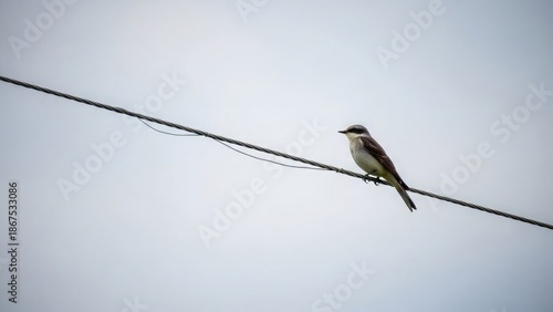 A vibrant blue tit perched gracefully on a mossy branch amidst a soft bokeh background