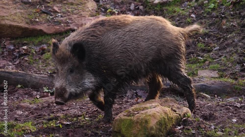 Close up of a large male wild boar pig searching around on the muddy forest ground on a cloudy autumn day