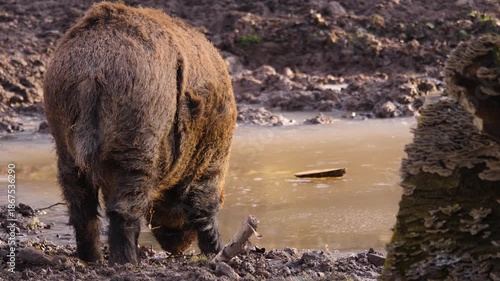 Close up of a large male wild boar pig searching around on the muddy forest ground on a cloudy autumn day