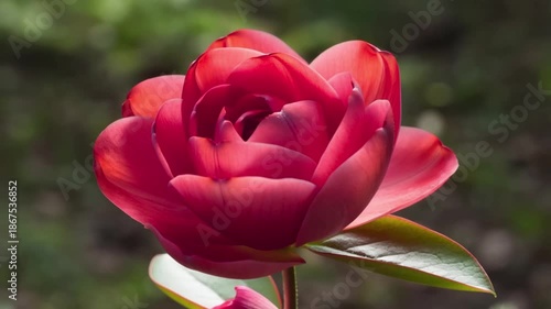 A 0106 flower blooming in the garden with vibrant red petals and lush greenery surrounding it